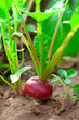Red radish in bed