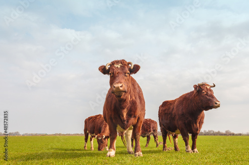 Photo: Group of brown Dutch cows in summer Group of brown Dutch cows in summer