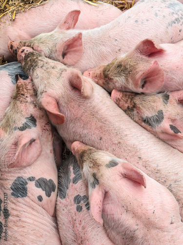Photo: Sleeping little pigs Sleeping little pigs