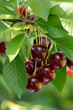 Foto: Sweet cherries hanging on the tree Sweet cherries hanging on the tree