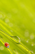 Little ladybug on the dewy grass. Natural background.