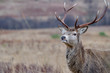 Close up profile of a reindeer