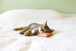 Small Cat with mouse