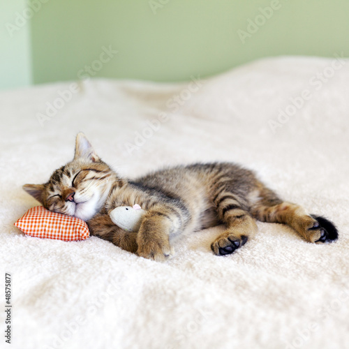 Photo: Small Kitty With Red Pillow and Mouse Small Kitty With Red Pillow and Mouse