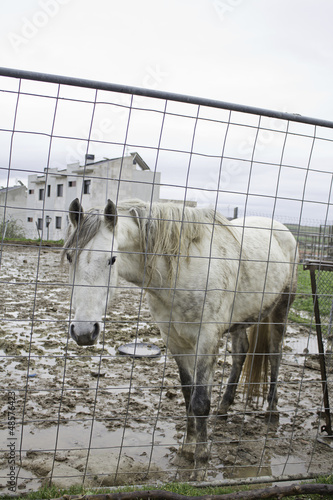 Photo: White horse on farm White horse on farm