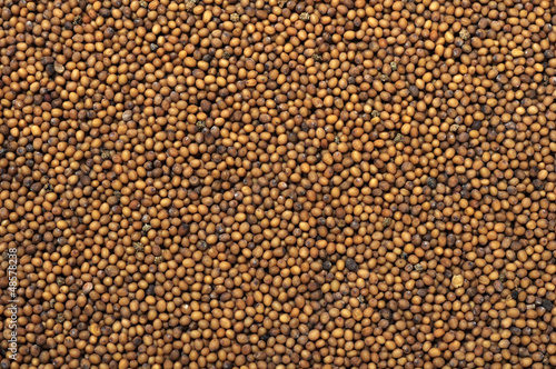 Photo: mustard seeds mustard seeds