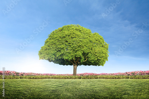 Photo: tree with new leaf tree with new leaf