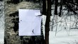 Bullet hit paper shooting aim on birch stem