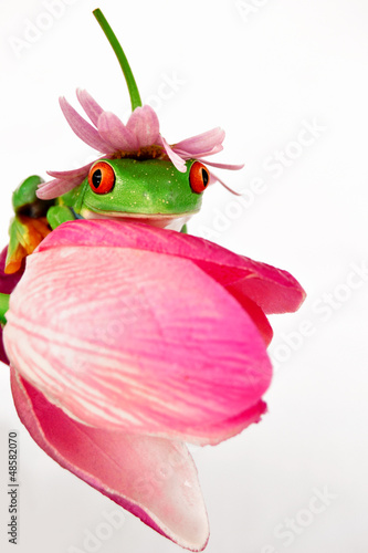 Photo: Frosch Frosch