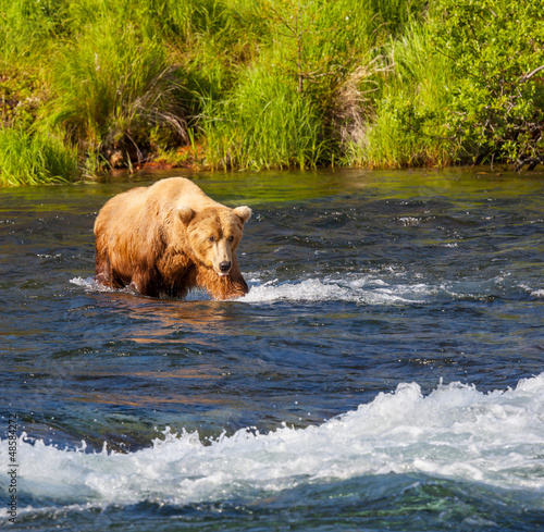Photo: Bear on Alaska Bear on Alaska