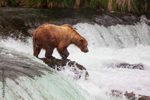 Photo: Bear on Alaska Bear on Alaska