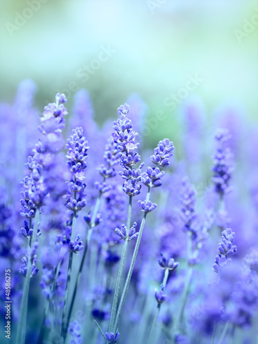 Photo: Lavender Lavender