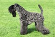Kerry Blue Terrier standing on the green grass
