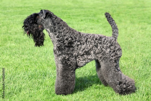 Photo: Kerry Blue Terrier standing on the green grass Kerry Blue Terrier standing on the green grass