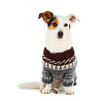 Photo: Jack russell sitting with sweater Jack russell sitting with sweater