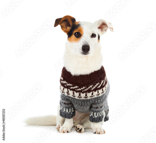 Photo: Jack russell sitting with sweater Jack russell sitting with sweater