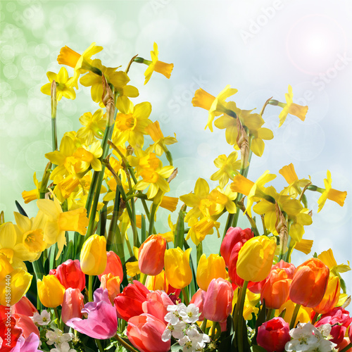 Photo: Frühlingserwachen mit Tulpen und Osterglocken Frühlingserwachen mit Tulpen und Osterglocken