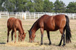 horse and foal eat hay ranch scene