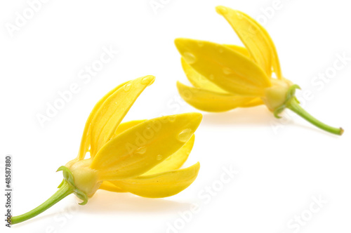 Photo: Ylang-Ylang Flower Ylang-Ylang Flower
