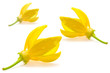 Ylang-Ylang Flower