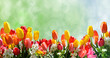 Frühlingserwachen mit Tulpen und Kirschblüten