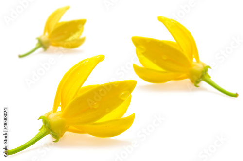 Photo: Ylang-Ylang Flower Ylang-Ylang Flower