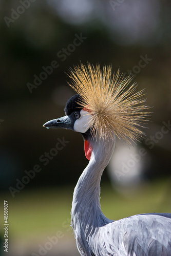 Photo: Ritratto di gru coronata grigia Ritratto di gru coronata grigia