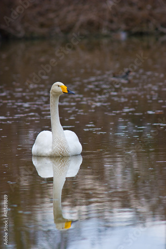Photo: Cigno selvatico Cigno selvatico
