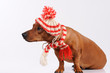 dachshund dog dressed into hat and scarf