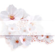 桜　中心コピースペース