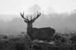 Red deer in Richmond park