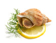 whelks with dill and lemon on a white background