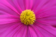 Pink Zinnia flower