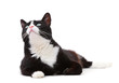Beautiful black and white cat looking up