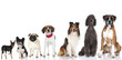 Pedigree dogs - Rassehunde