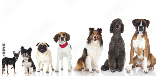 Photo: Pedigree dogs - Rassehunde Pedigree dogs - Rassehunde