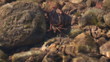 crab underwater in river shallow
