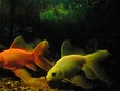 Fish swims slowly