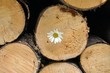 Photo: Holz Holz