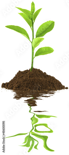 Photo: plant de citronnier plant de citronnier
