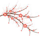 Vektor: Cherry Blossoms Cherry Blossoms