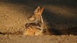 Black-backed Jackal drinking water, Kalahari desert
