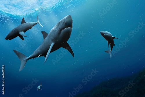 Illustration: Sharks in the sea. Sharks in the sea.