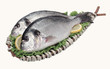 Orate - Sea bream