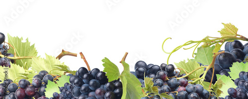 Photo: Grape wine Grape wine
