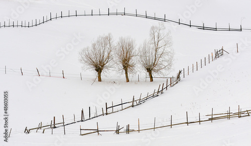 Photo: trees in winter time and fences trees in winter time and fences