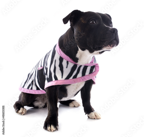 Photo: staffordshire bull terrier staffordshire bull terrier