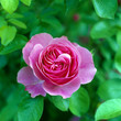 Rosen_211918