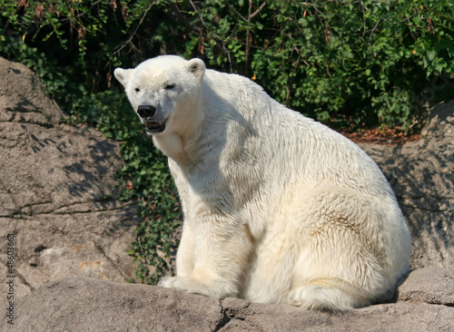 Photo: Polar Bear Polar Bear