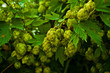 hops